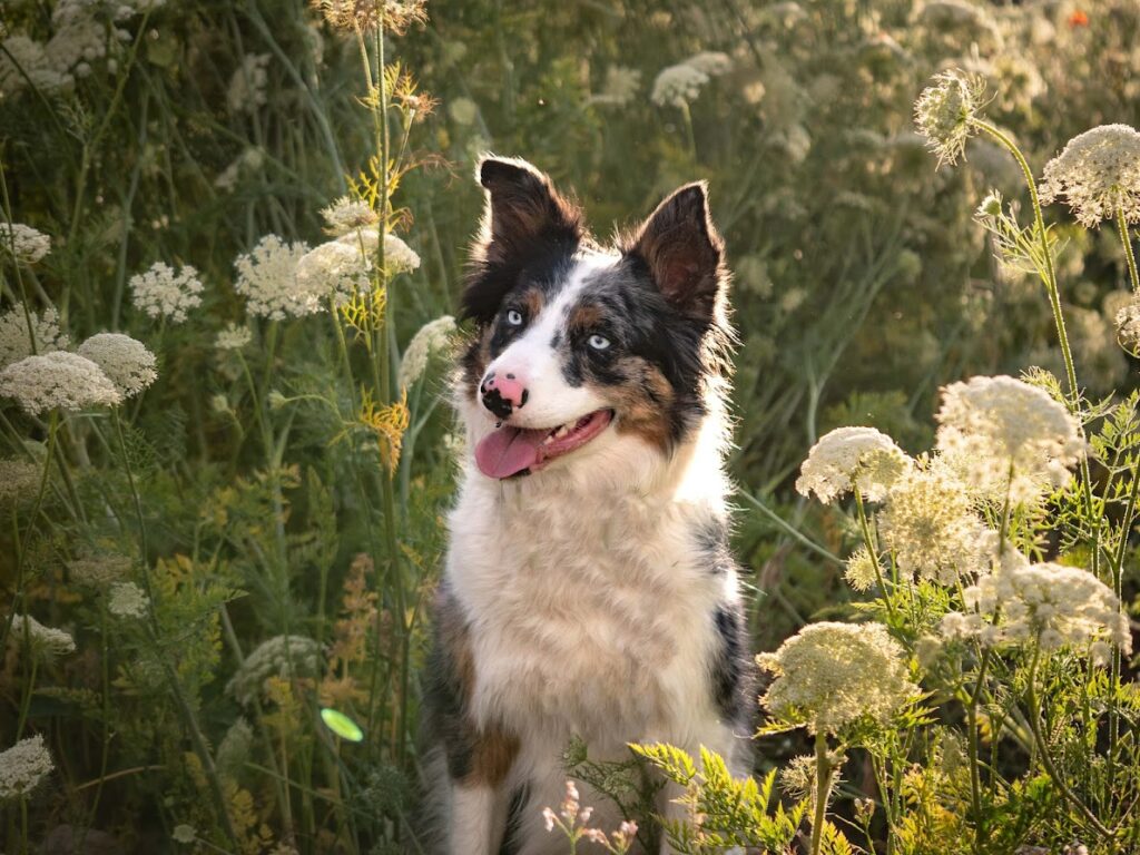 border collie dog photography