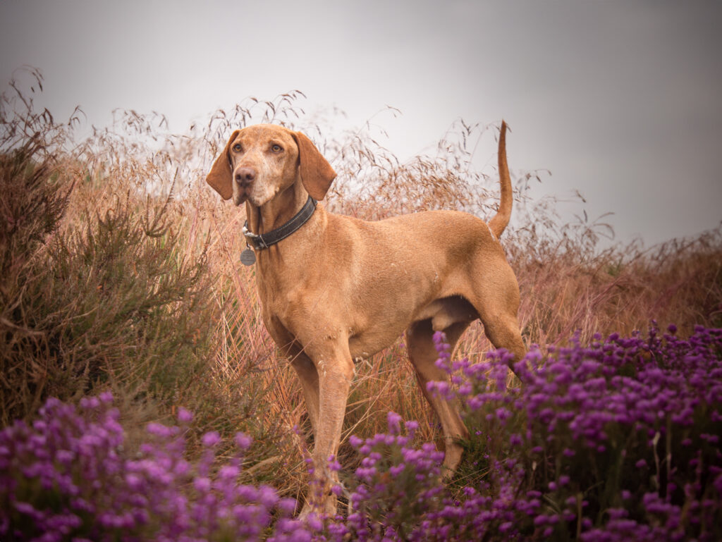 Old viszla dog royden park wirral photograph memory