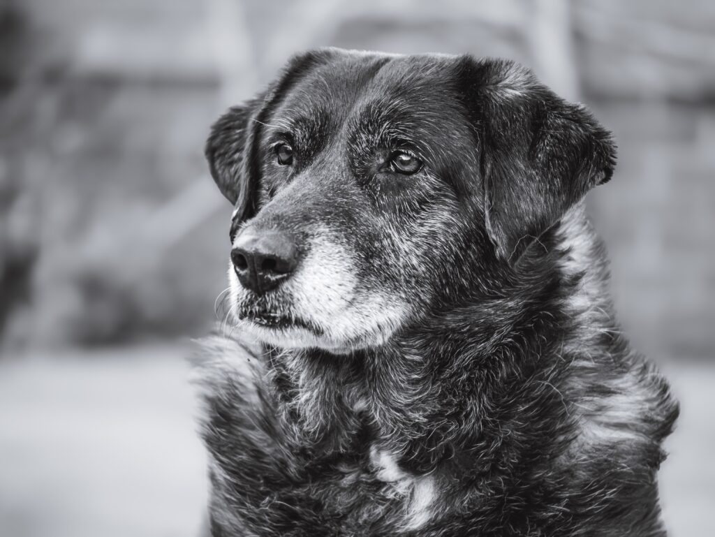 Black and white senior dog photo classic pet portrait